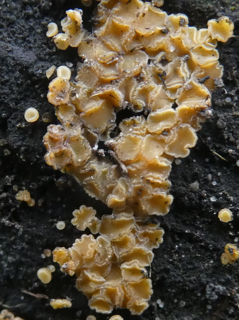 Photo by Jim Wills Bisporella subpallida by Jim Wills